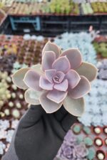 Echeveria Perle von Nürnberg Sukulent