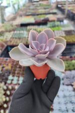 Echeveria Perle von Nürnberg Sukulent - Görsel 2