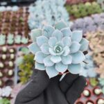 Echeveria Subsessilis Sukulent