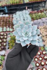 Echeveria Subsessilis Sukulent
