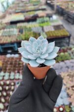 Echeveria Subsessilis Sukulent - Görsel 2