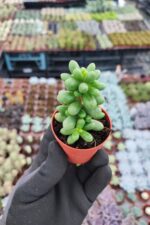 Sedum hernandezii - Görsel 2