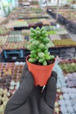 Sedum hernandezii