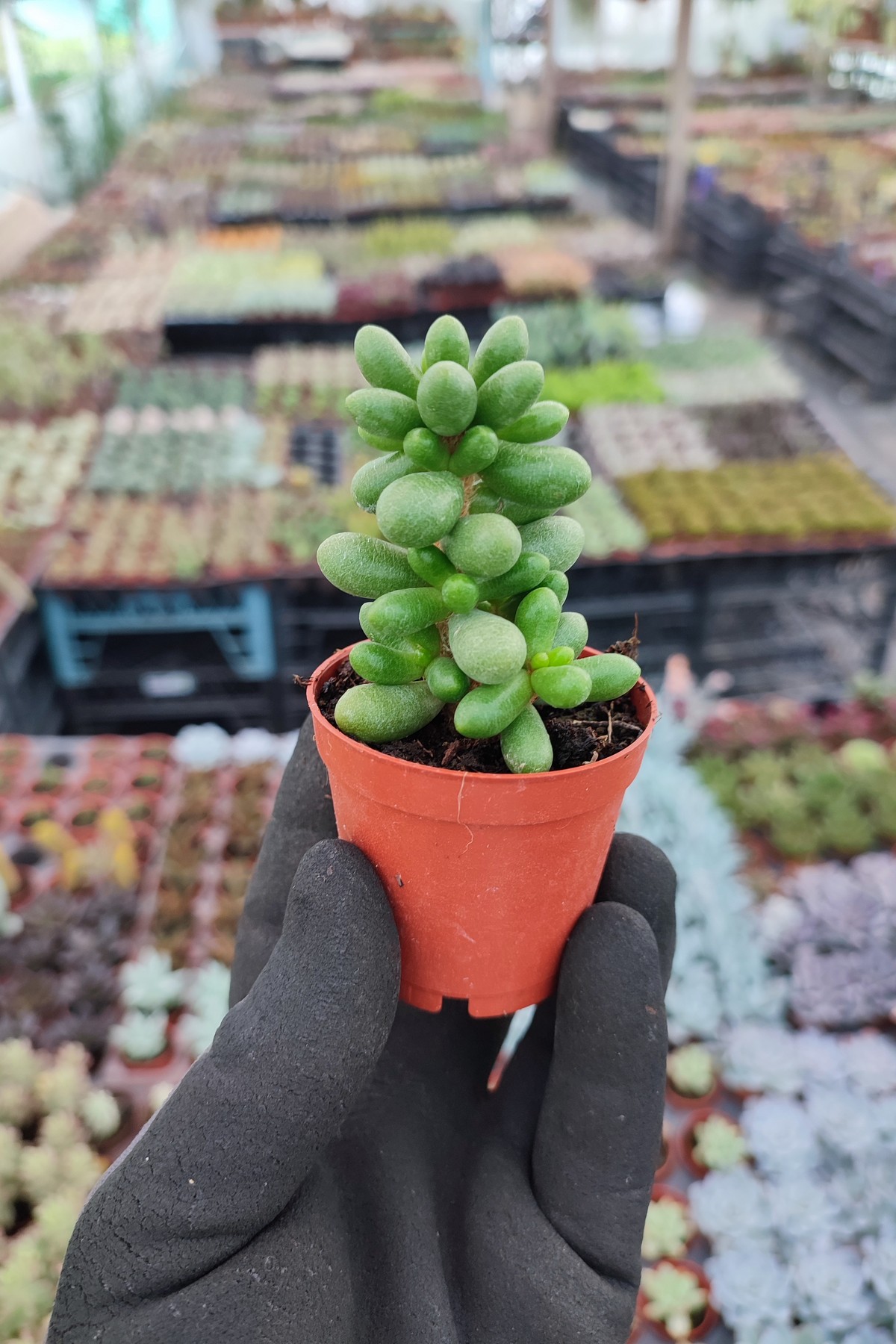 IMG_20260824_153838 Sedum hernandezii - Görsel 1