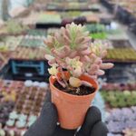 Sedum Rubrotinctum aurora