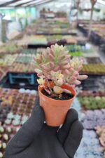 Sedum Rubrotinctum aurora