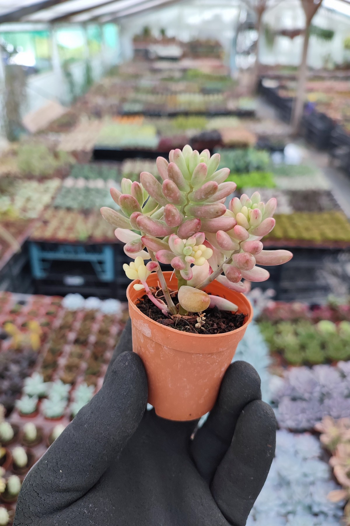IMG_20260824_153940 Sedum Rubrotinctum aurora - Görsel 1