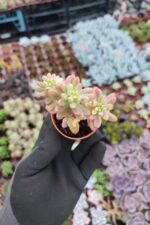 Sedum Rubrotinctum aurora - Görsel 2