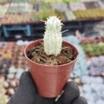 Euphorbia mammillaris variegata