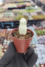 Euphorbia mammillaris variegata