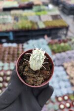 Euphorbia mammillaris variegata - Görsel 2