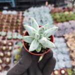 Pachyphytum compactum red tips