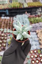 Pachyphytum compactum red tips