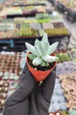 Pachyphytum compactum red tips - Görsel 2