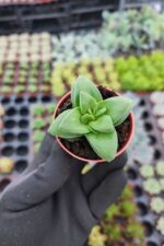 Crassula Springtime Sukulent - Görsel 2
