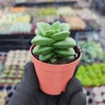 Crassula Springtime Sukulent