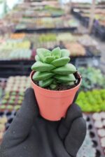 Crassula Springtime Sukulent