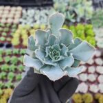 Echeveria Shaviana Sukulent