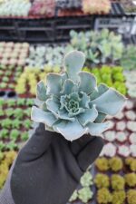 Echeveria Shaviana Sukulent