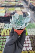 Echeveria Shaviana Sukulent - Görsel 2