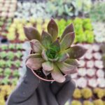 Echeveria Black Prince Sukulent
