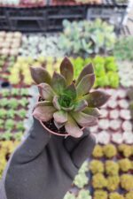 Echeveria Black Prince Sukulent