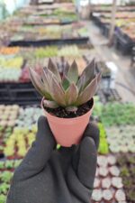 Echeveria Black Prince Sukulent - Görsel 2