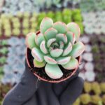 Echeveria apus