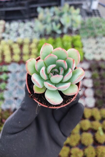 Echeveria apus