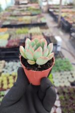 Echeveria apus - Görsel 2