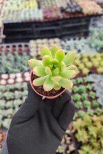 Sedum Adolphi Sukulent - Görsel 2