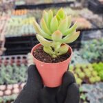Sedum Adolphi Sukulent