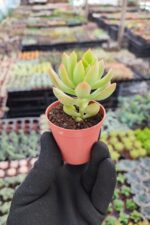 Sedum Adolphi Sukulent