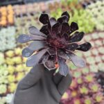 Aeonium arboreum zwartkop