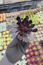 Aeonium arboreum zwartkop
