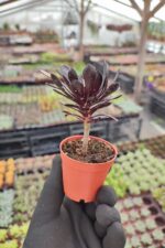 Aeonium arboreum zwartkop - Görsel 2