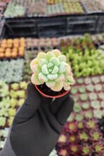 Sedum Clavatum Sukulent - Görsel 2