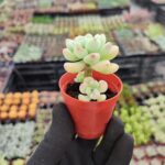 Sedum Clavatum Sukulent