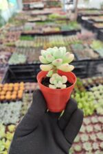 Sedum Clavatum Sukulent