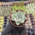 Echeveria Hercules