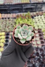 Echeveria Hercules