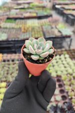 Echeveria Hercules - Görsel 2