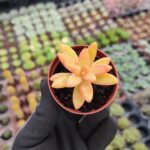 Sedum nussbaumerianum
