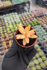 Sedum nussbaumerianum