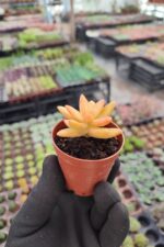Sedum nussbaumerianum - Görsel 2