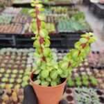 Portulacaria Afra Medio-Picta
