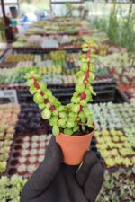 Portulacaria Afra Medio-Picta - Görsel 3