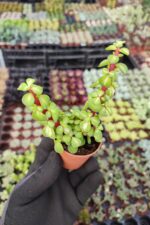 Portulacaria Afra Medio-Picta - Görsel 2