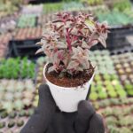 Crassula Exilis picturata