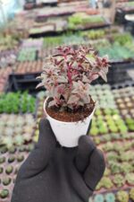 Crassula Exilis picturata